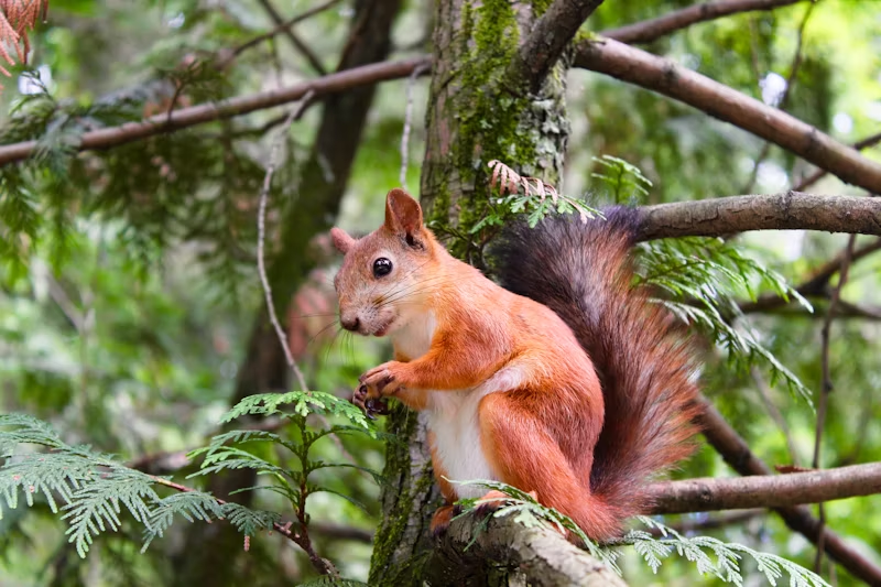 A squirrel in a tree